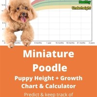 Miniature Poodle Growth Chart Height