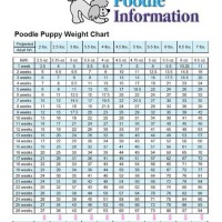 Miniature Poodle Growth Chart Kg