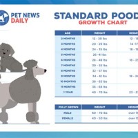 Miniature Poodle Weight Growth Chart