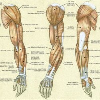 Muscle Chart Arms