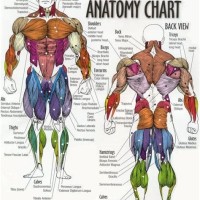 Muscle Chart Back