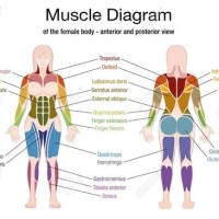 Muscle Chart Female