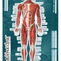 Muscle Chart Labeled