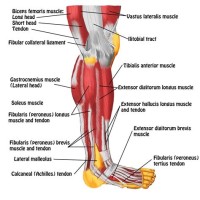 Muscle Chart Legs