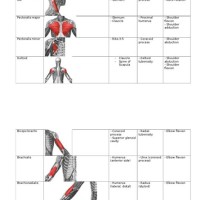 Muscle Chart With Origin Insertion And Action