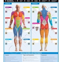 Muscle Charts And Exercise Posters