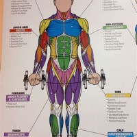 Muscle Charts Of The Human Body