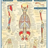 Muscle Charts With Origin And Insertion