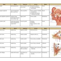 Muscle Origin And Insertion Chart