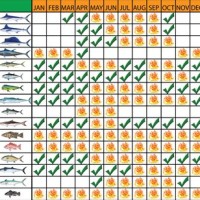 Nc Fishing Season Chart