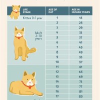 Normal Cat Weight Chart By Age Kg