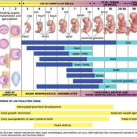 Normal Growth Chart In Pregnancy