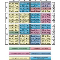 Nucleotide To Protein Chart