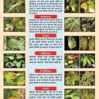 Nutrient Deficiency Chart