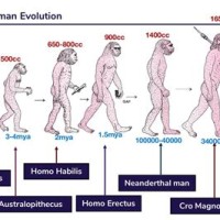 Origin And Evolution Of Man Chart