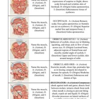 Origin And Insertion Of Muscles Chart