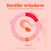 Ovulation Cycle Chart Pregnancy