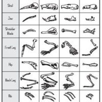 Owl Pellet Bone Chart