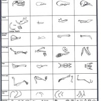 Owl Pellet Dissection Bone Sorting Chart