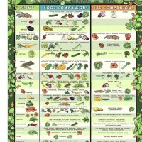 Panion Planting Chart For Vegetables And Herbs