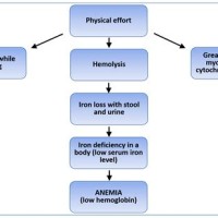 Pathophysiology Of Iron Deficiency Anemia Flowchart