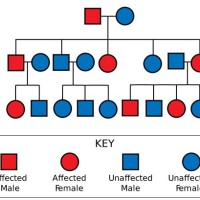 Pedigree Chart Maker Circles And Squares