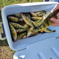 Perch Fishing Charters Lake St Clair