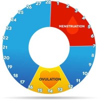 Period And Ovulation Chart