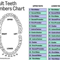 Permanent Teeth Chart Numbers