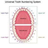 Permanent Tooth Chart With Numbers