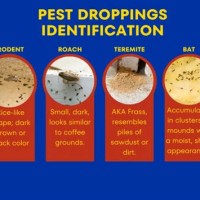 Pest Dropping Identification Chart