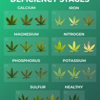 Plant Nutrient Deficiency Chart Weed