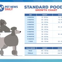Poodle Growth Chart Weight