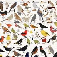 Pop Chart Lab Bird Poster