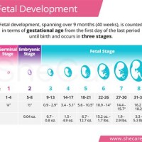 Pregnancy Baby Growth Chart Nz