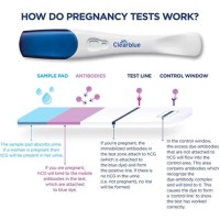 Pregnancy Test Hcg Detection Chart