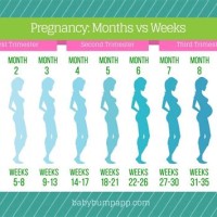 Pregnant Belly Size Chart