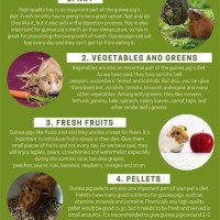 Printable Guinea Pig Food Chart