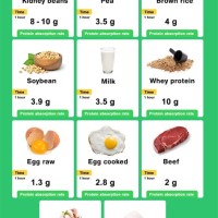 Protein Absorption Rate Chart