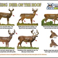 Red Deer Antler Age Chart