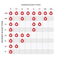 Rh Blood Type Donation Chart