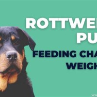 Rottweiler Puppy Food Chart