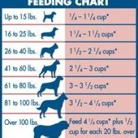 Saint Bernard Dog Food Chart In Hindi