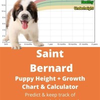 Saint Bernard T Chart