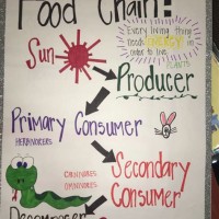 Science T Food Chart