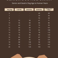 Senior Dog Age Chart