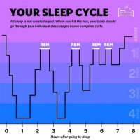 Ses Of Sleep Chart