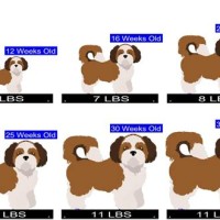 Shih Tzu Growth Chart