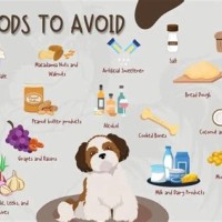 Shih Tzu Puppy Food Chart