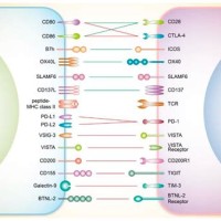 Sle Medical Coding Charts